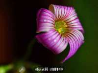 山西星韵汇生物科技有限公司