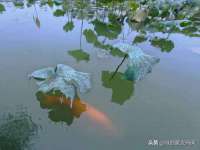 山西星韵汇生物科技有限公司
