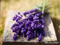 山西星韵汇生物科技有限公司